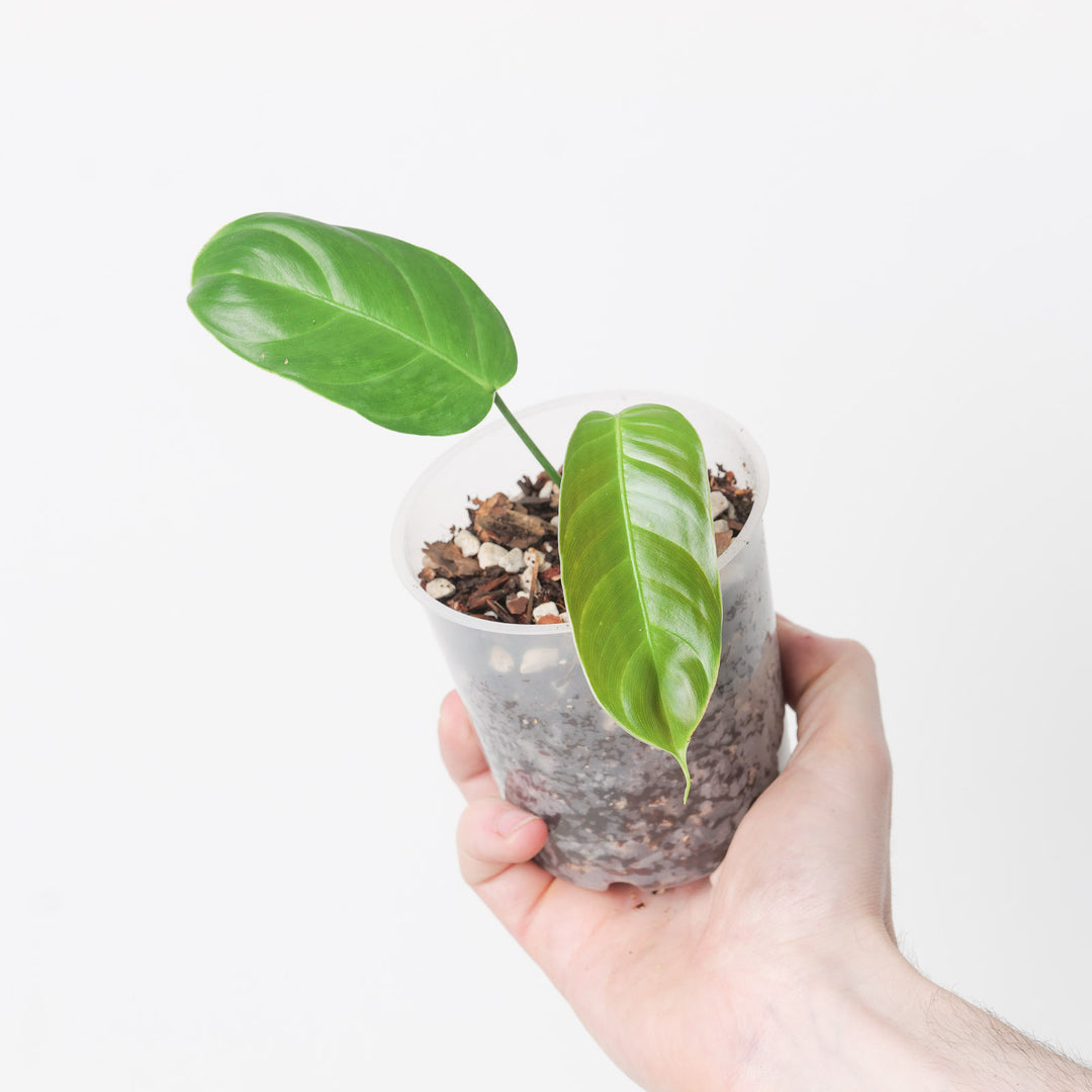 philodendron scherberichii Philodendron scherberichii