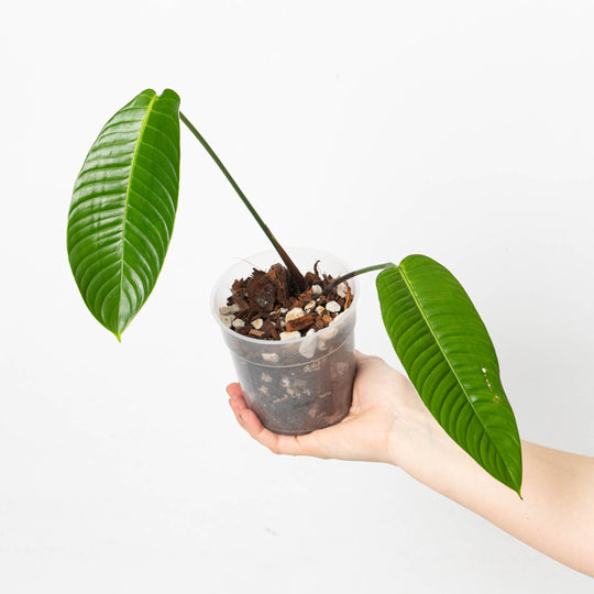 Philodendron scherberichii 12cm Plants GrowTropicals