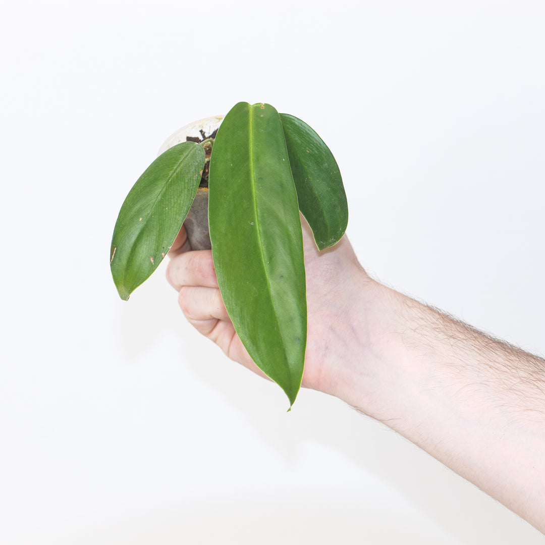 Philodendron scherberichii x patriciae 6cm / #34 Plants GrowTropicals