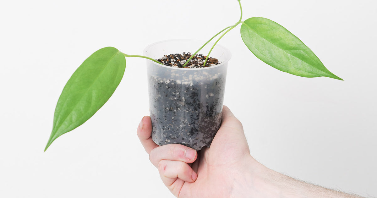 Anthurium scherzerianum x wendlingeri | Plants