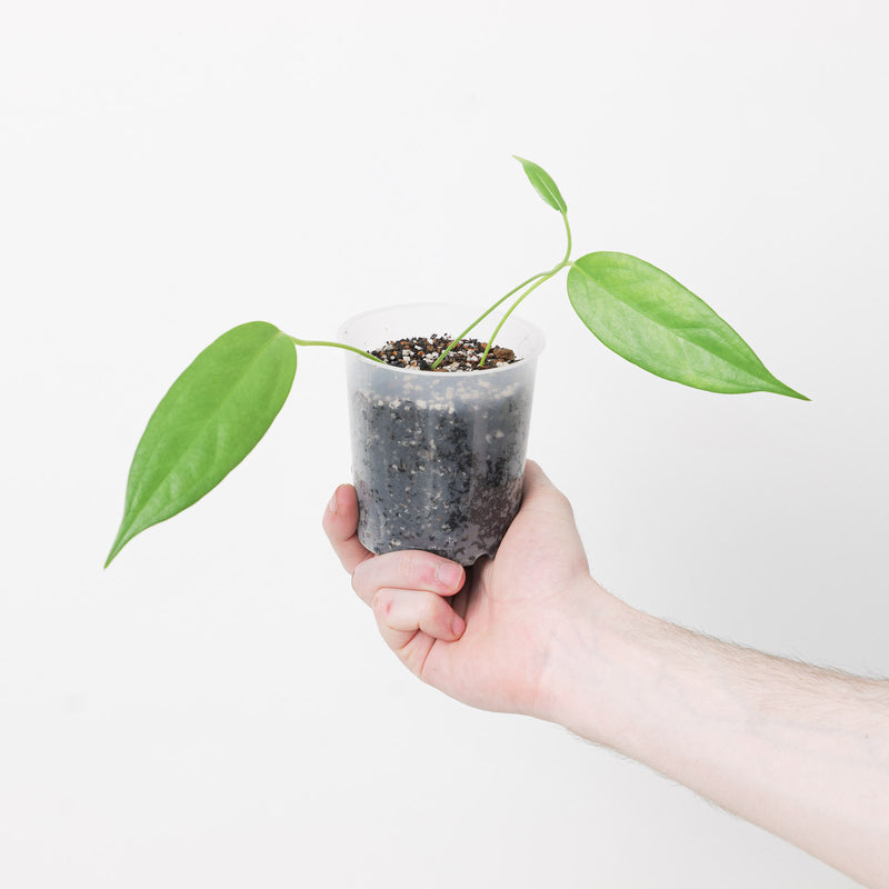 Anthurium scherzerianum x wendlingeri 9cm Plants GrowTropicals
