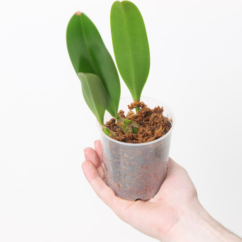 Bulbophyllum schinzianum var. phaeopogon Plants Growtropicals