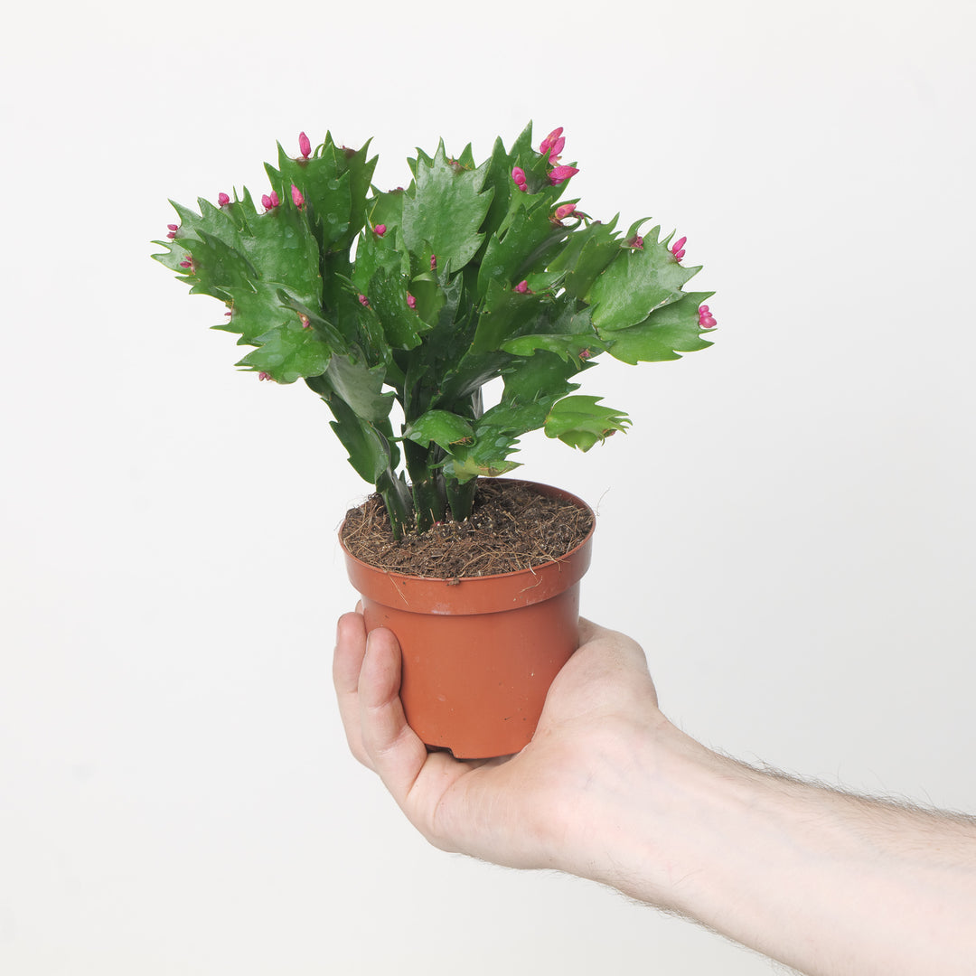 Schlumbergera truncata 'Pink' | Thanksgiving Cactus 9cm Plants GrowTropicals