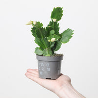 Schlumbergera truncata 'White'