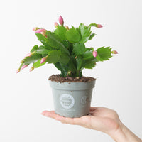 Schlumbergera truncata 'Pink'