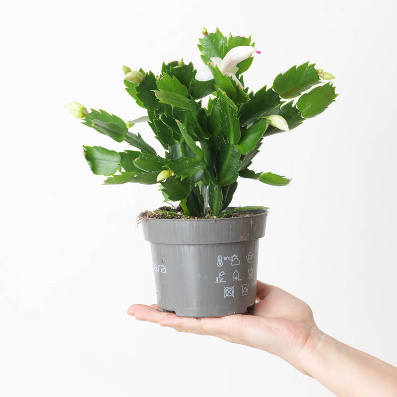 Christmas Bundle Plant Bundle GrowTropicals
