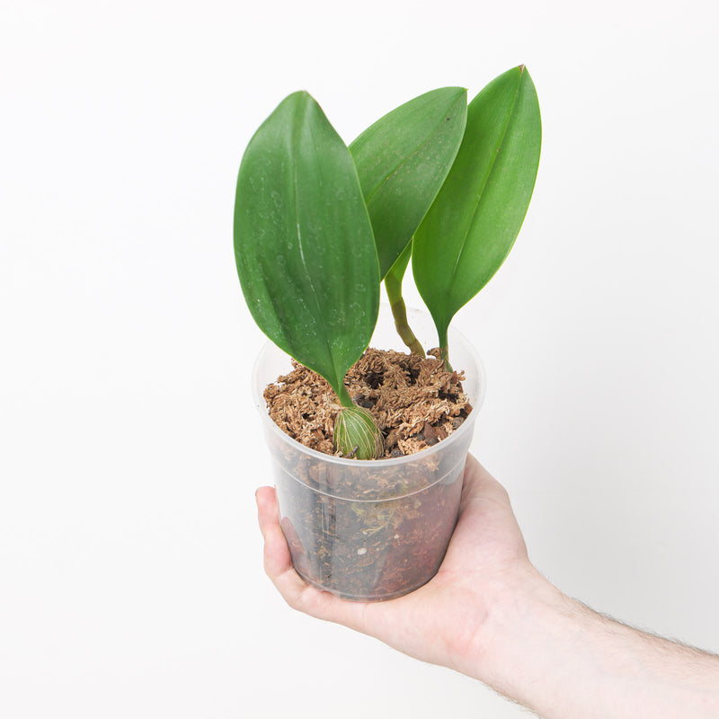 Bulbophyllum smitinandii 12cm Plants Growtropicals