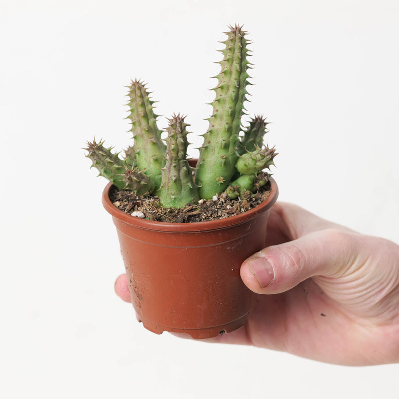 Huernia schneideriana (Stapeliad) Plants GrowTropicals