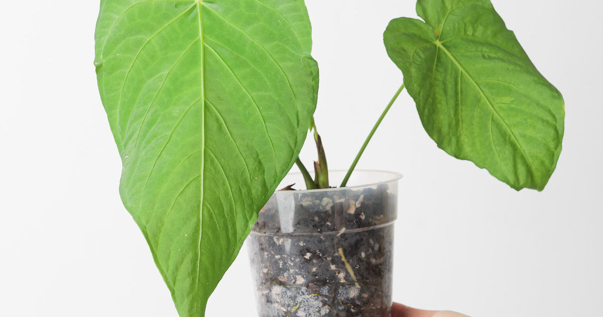 Anthurium schottianum | Plants