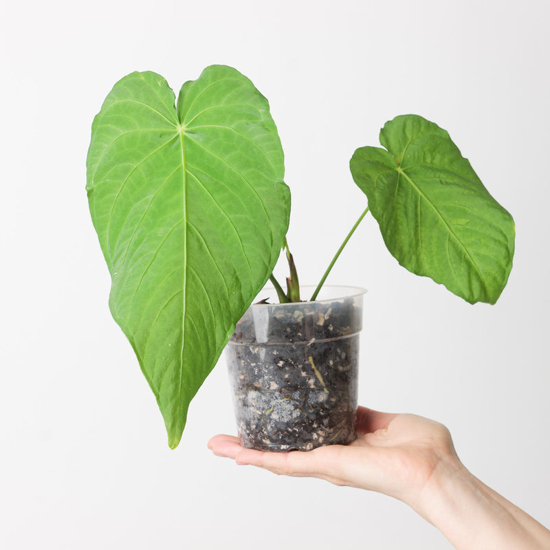 Anthurium schottianum 12cm Plants GrowTropicals