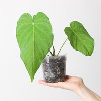 Anthurium schottianum
