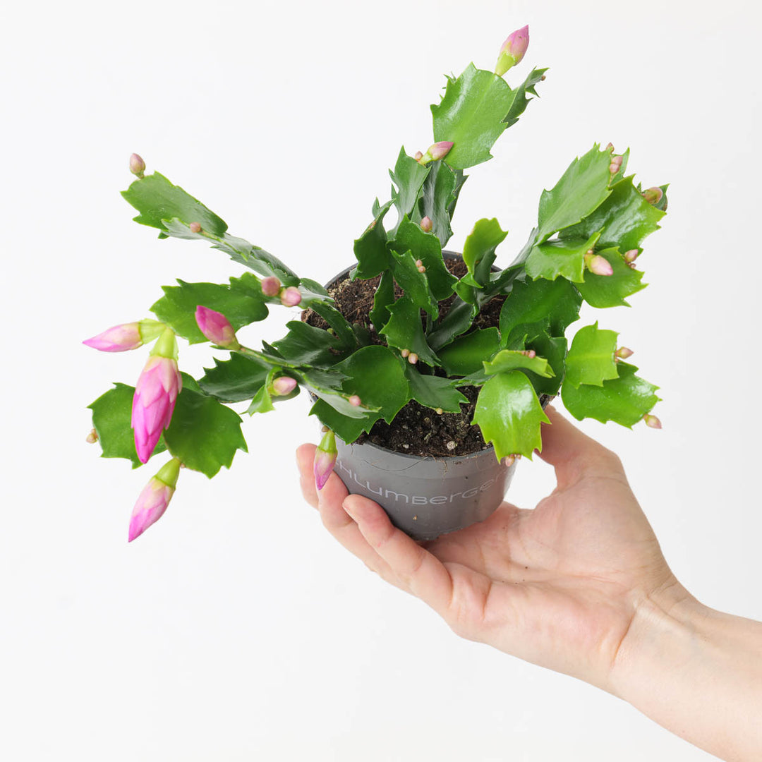 Schlumbergera truncata 'Pink' | Thanksgiving Cactus - GROW TROPICALS