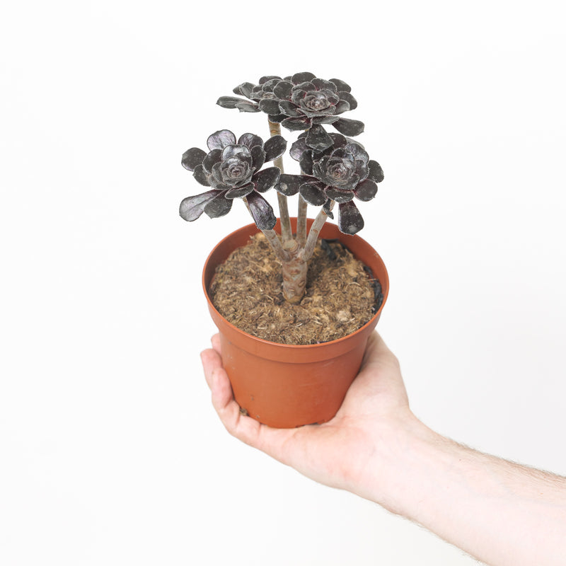 Aeonium Schwarzkopf Plants - Outdoor GROW TROPICALS