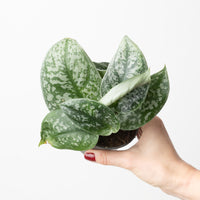 Scindapsus NOID
