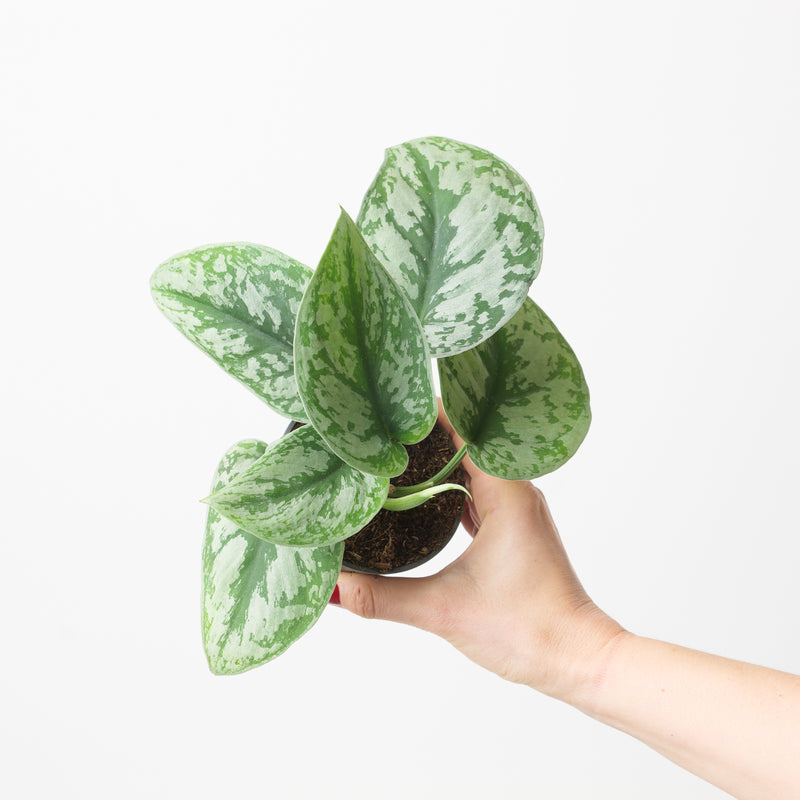 Scindapsus pictus 'Trebie' — 9cm