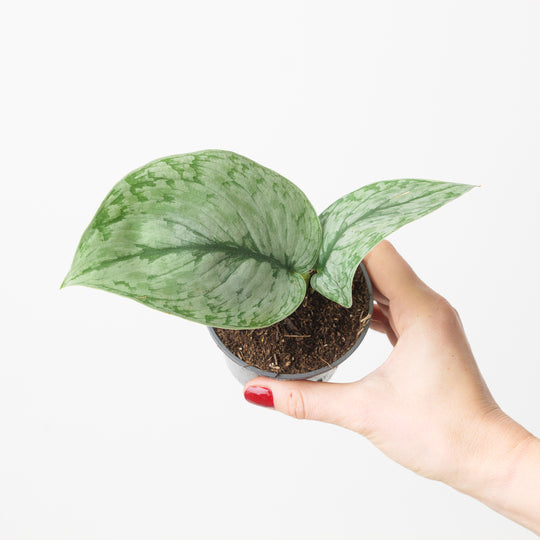 Scindapsus 'Silver Cloud' Plants GrowTropicals