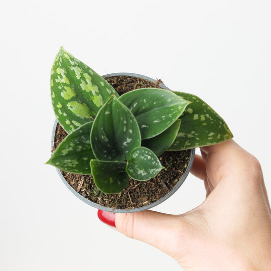 Scindapsus 'Tricolor Dark' Plants GrowTropicals