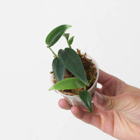 Scindapsus hederaceus 'Wild / Dark Form'