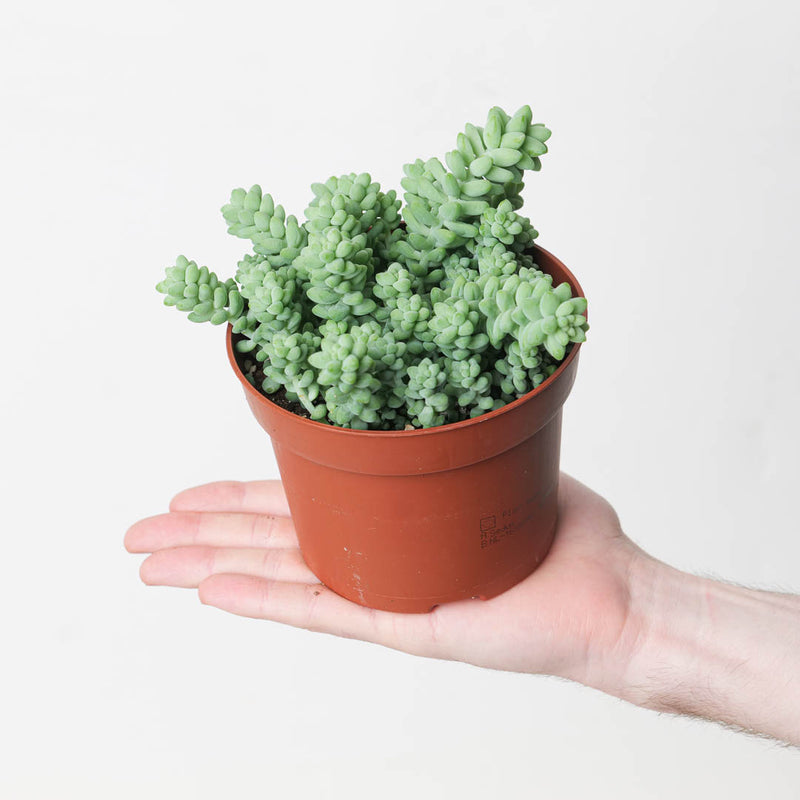 Sedum morganianum 'Burrito' | Donkey's Tail — 10.5cm