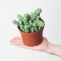 Sedum morganianum 'Burrito' | Donkey's Tail