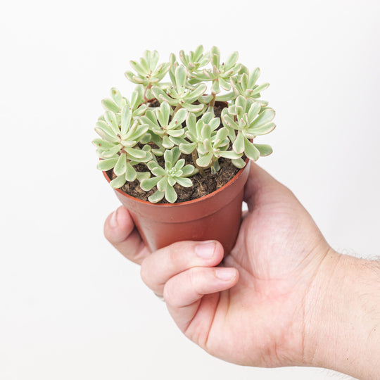 Sedum rubrotinctum 'Aurora' (Pink Jelly Bean) Plants GrowTropicals