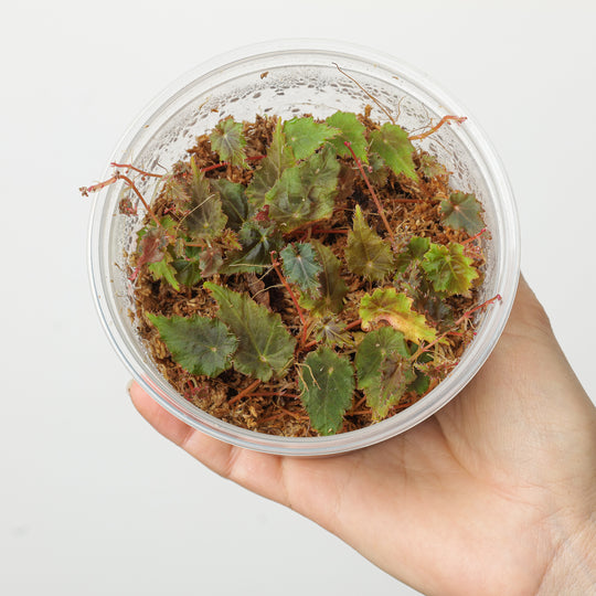 Begonia segregata Plants GrowTropicals