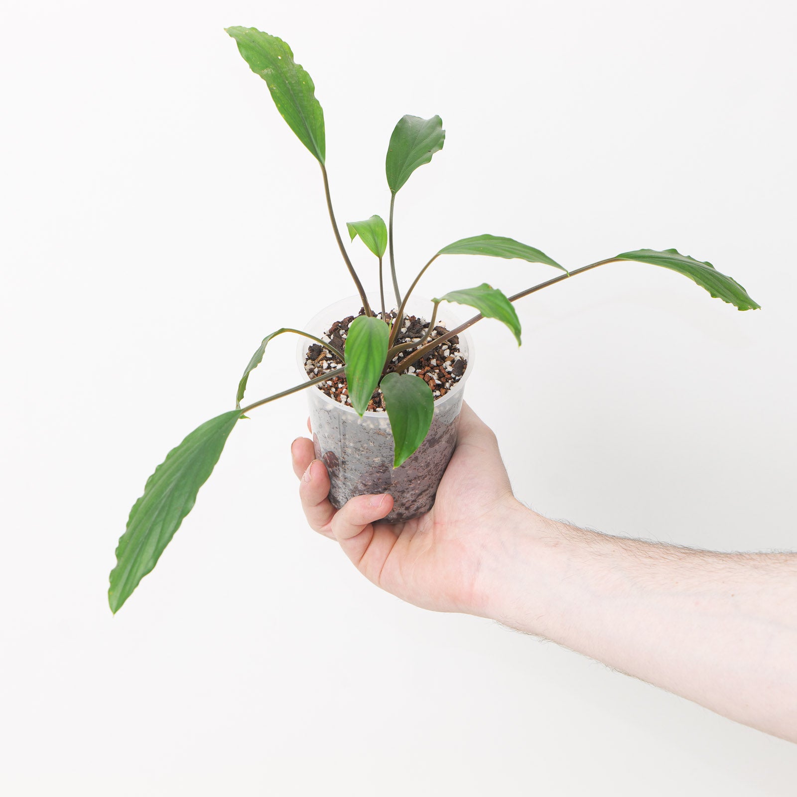 Homalomena Sp. Sekadau | Plants | GrowTropicals.com