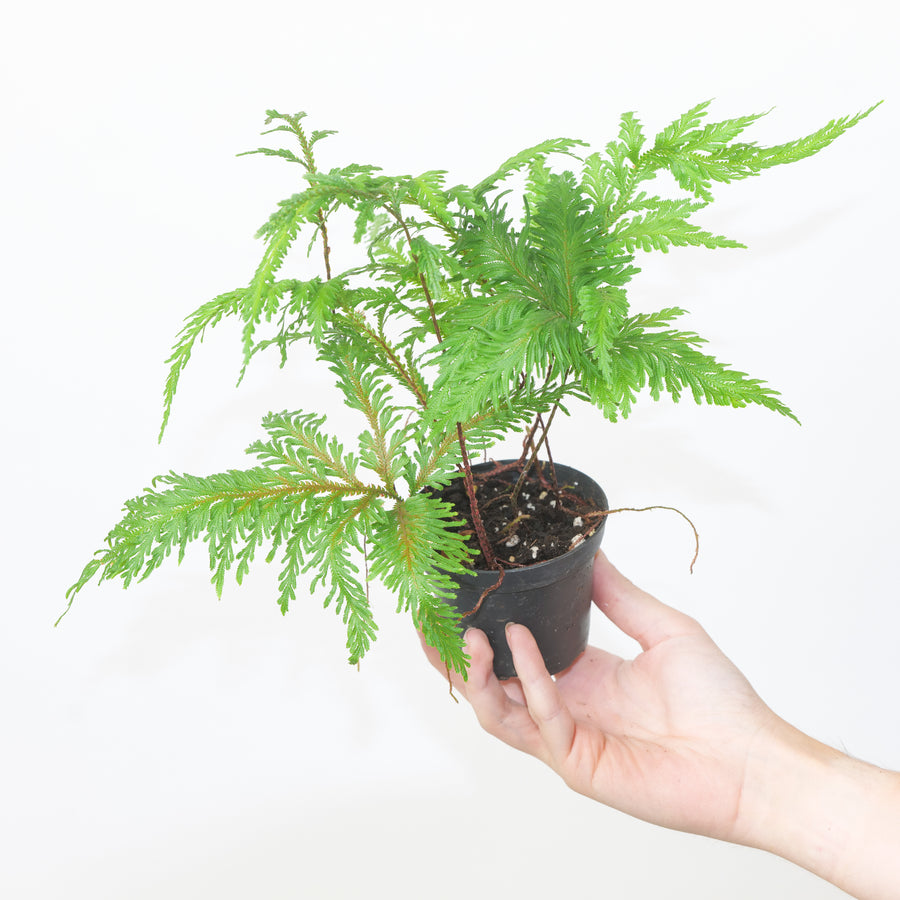 Selaginella cuspidata | Selaginella pallescens Plants GrowTropicals