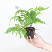 Selaginella cuspidata | Selaginella pallescens