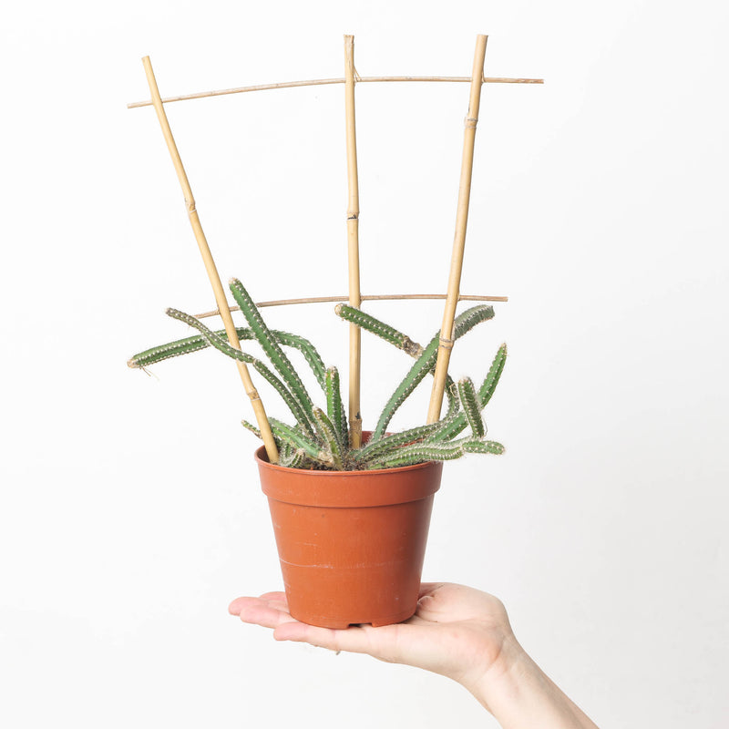 Selenicereus grandiflorus Plants GrowTropicals