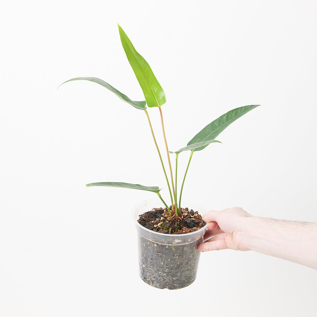 anthurium mexicanum Anthurium seleri aff. | Plants