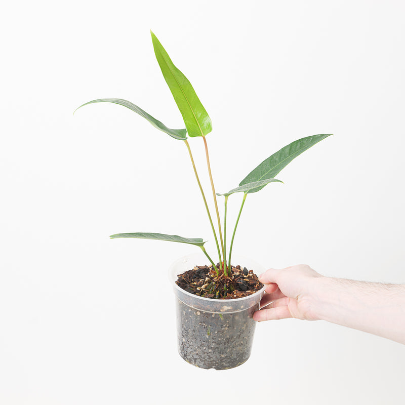 Anthurium seleri aff. Plants GrowTropicals