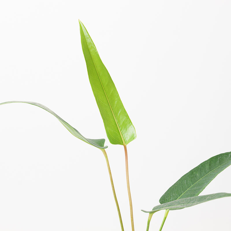 Anthurium seleri aff. Plants GrowTropicals
