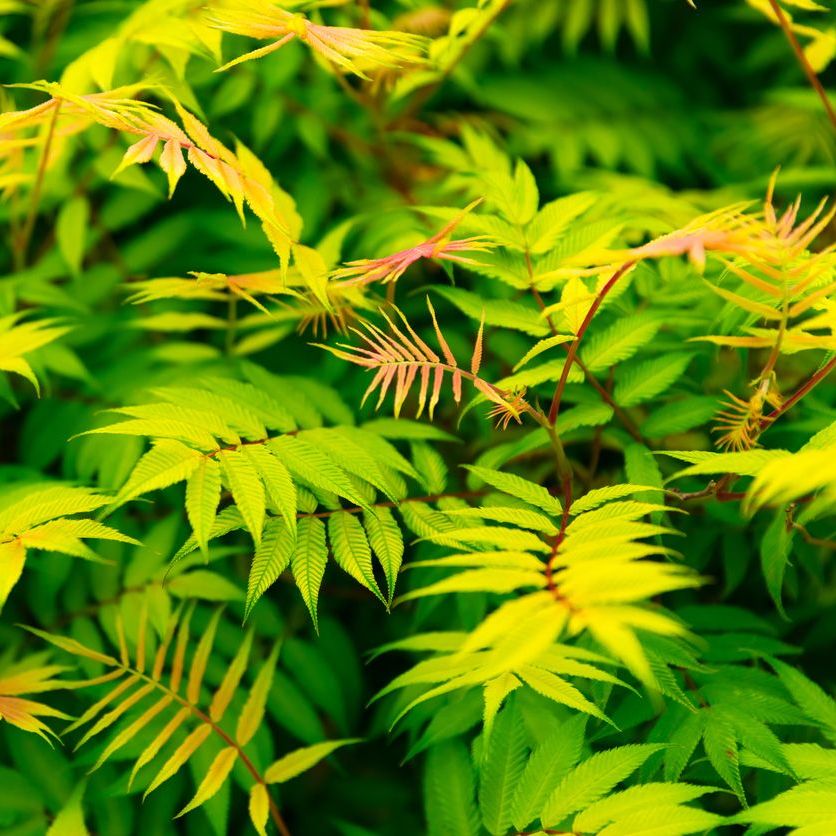 Sorbaria sorbifolia 'Sem' Plants - Outdoor GROW TROPICALS