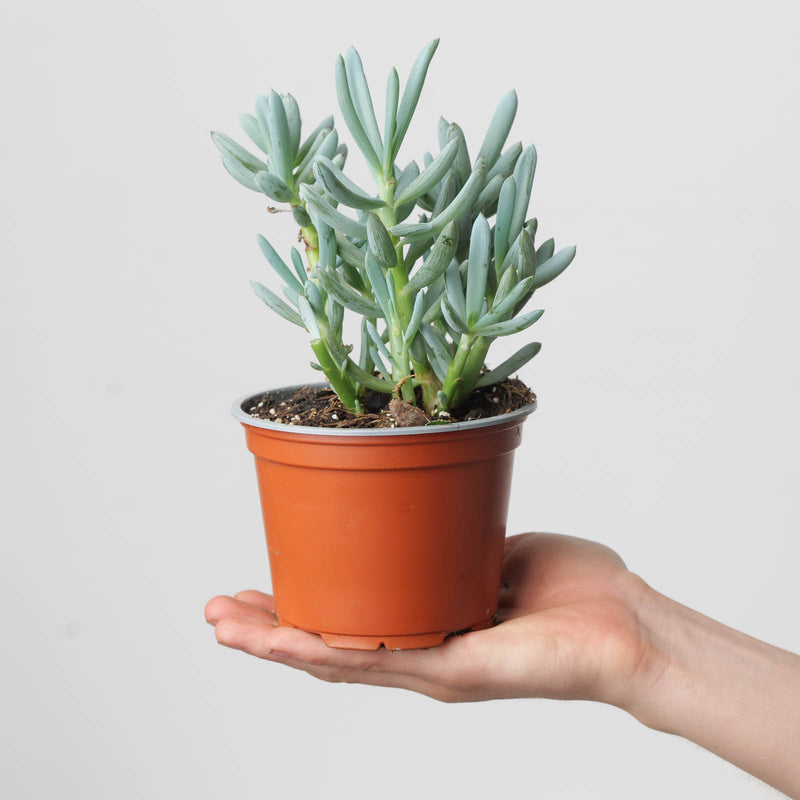 Senecio kleinia | Kleinia neriifolia Plants GrowTropicals
