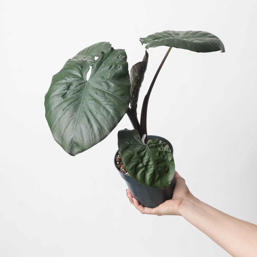 Alocasia Serendipity - GROW TROPICALS