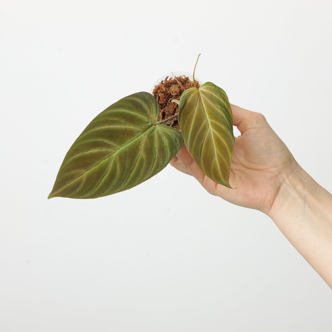 philodendron serpens x verrucosum Philodendron serpens x verrucosum | Plants
