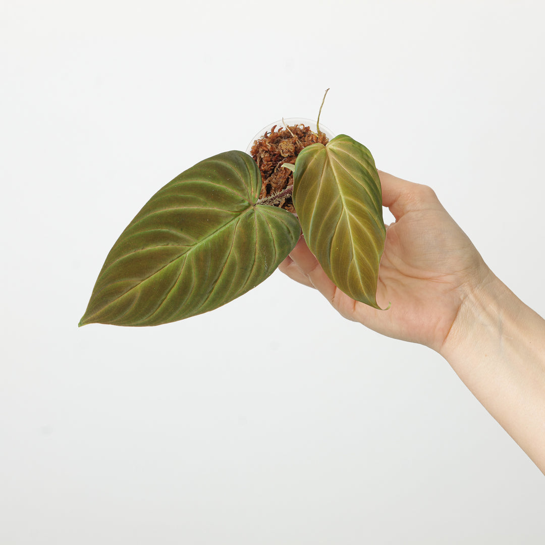 Philodendron serpens x verrucosum