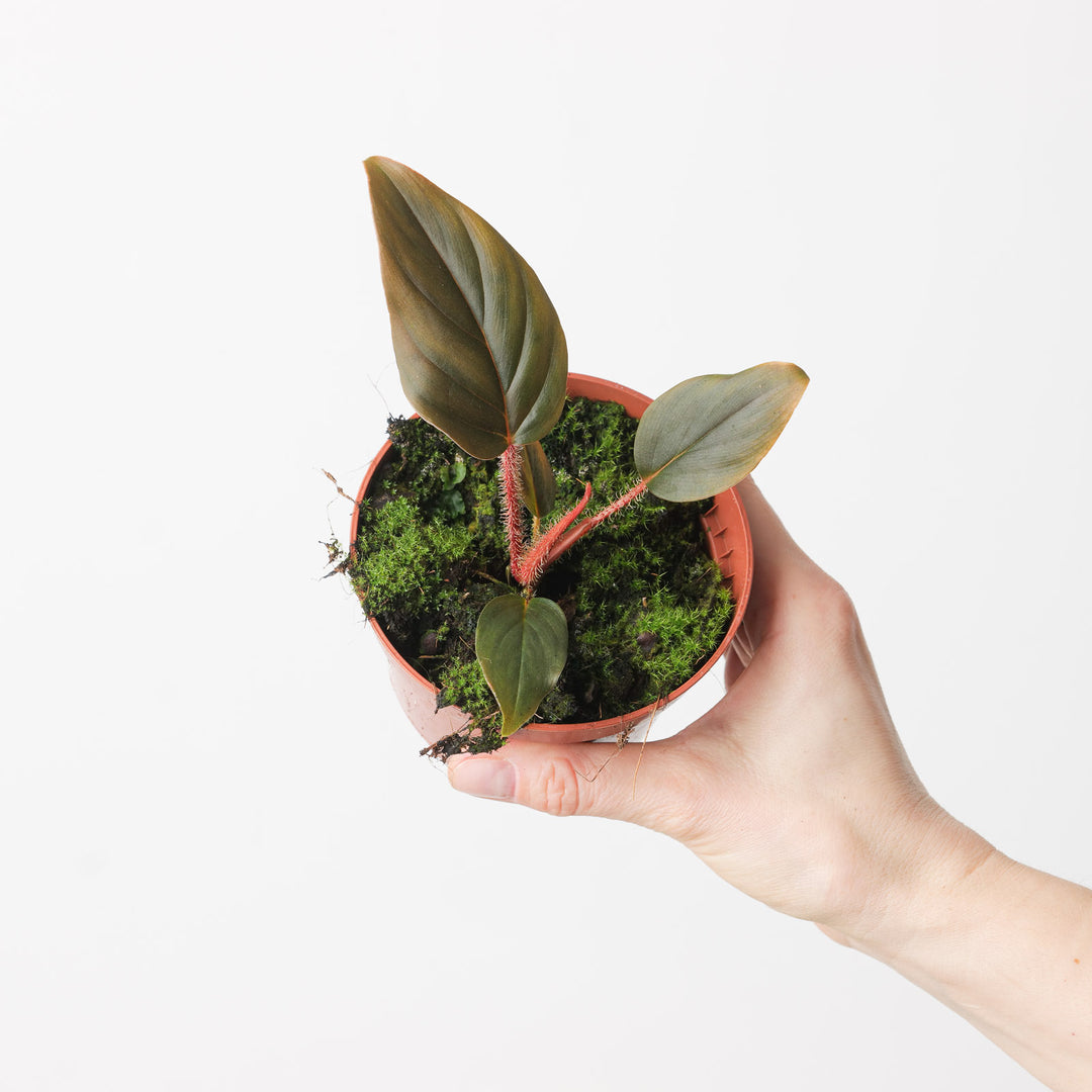 philodendron serpens price Philodendron serpens