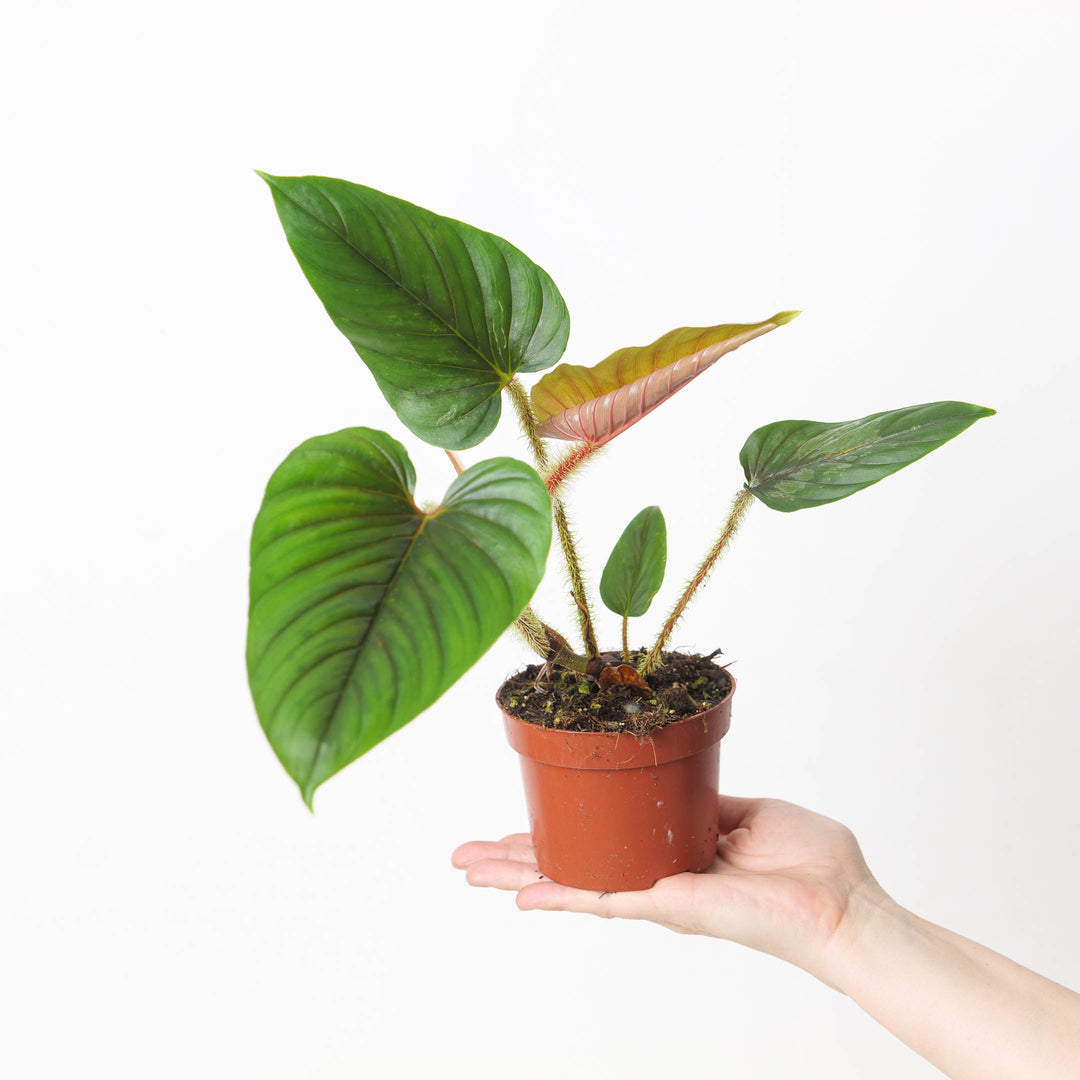 Philodendron serpens - GROW TROPICALS