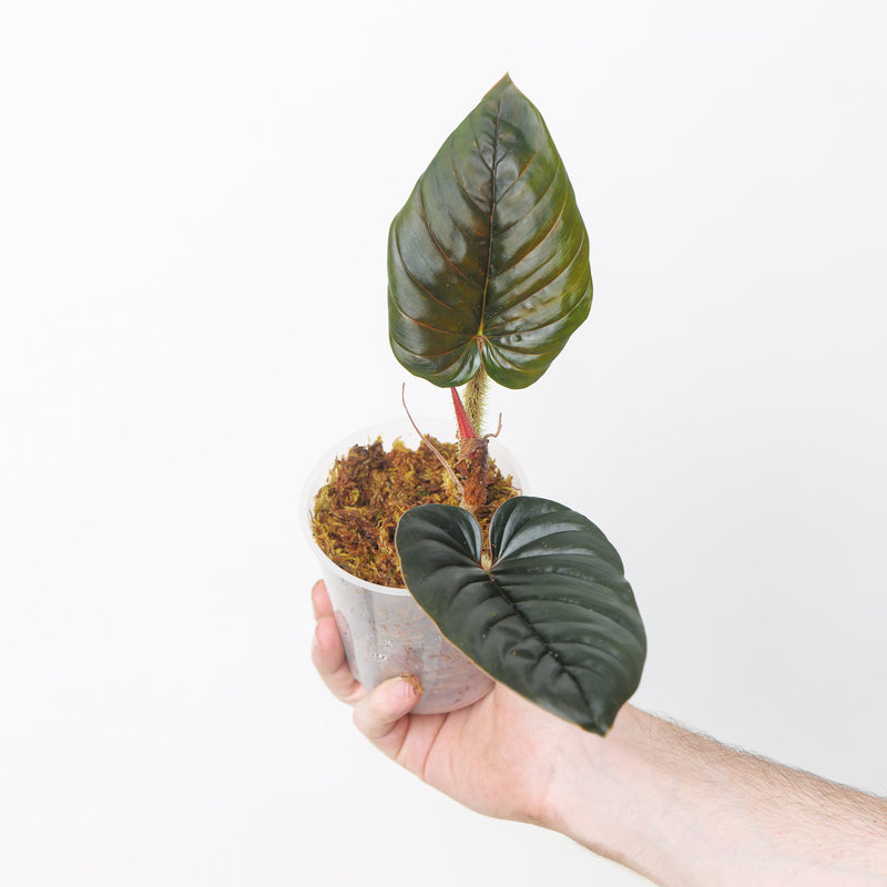 Philodendron serpens 'Black / Red' 9cm Prop Plants GrowTropicals