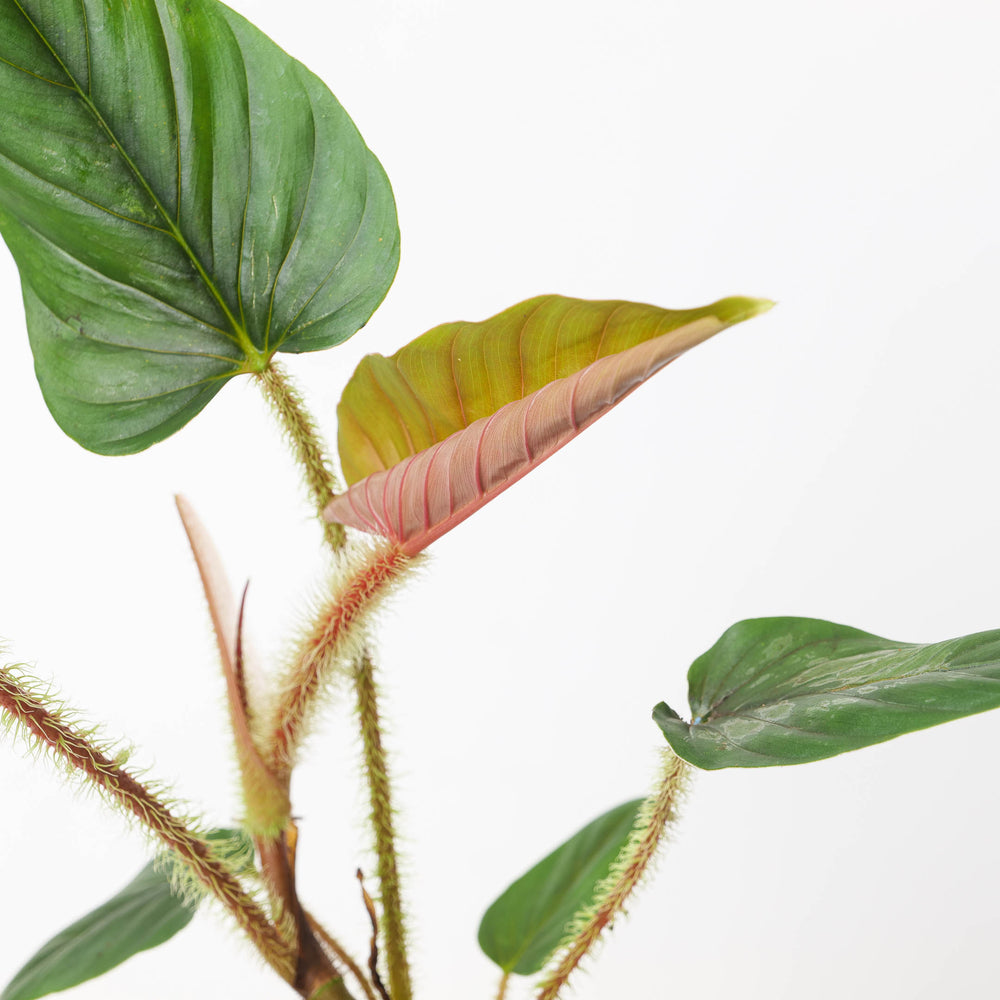Philodendron serpens - GROW TROPICALS