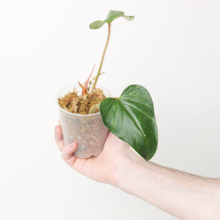 Philodendron serpens 9cm Plants GrowTropicals