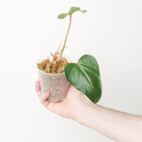Philodendron serpens