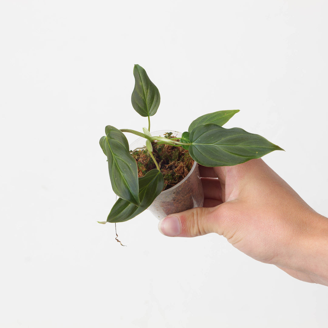 serpens philodendron Philodendron serpens x verrucosum | Plants