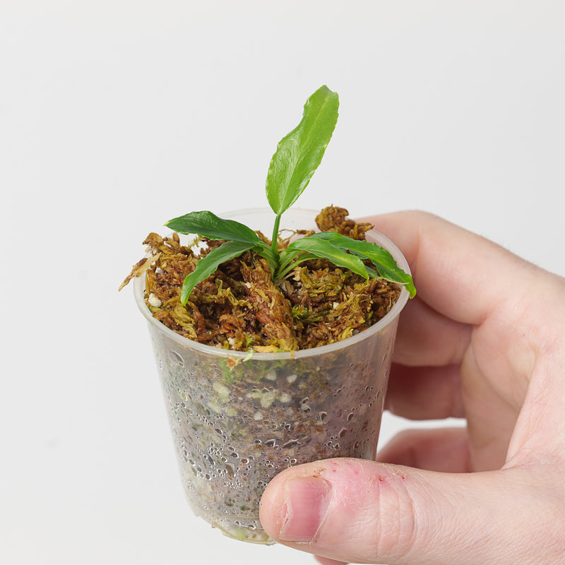Philodendron sp. 'Mini Serrated, Pteromischum Section' Plants GrowTropicals