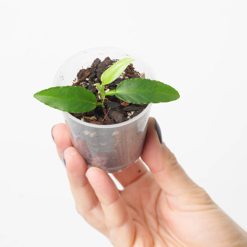 Philodendron sp. 'Mini Serrated, Pteromischum Section' — 6cm