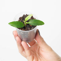 Philodendron sp. 'Mini Serrated, Pteromischum Section'
