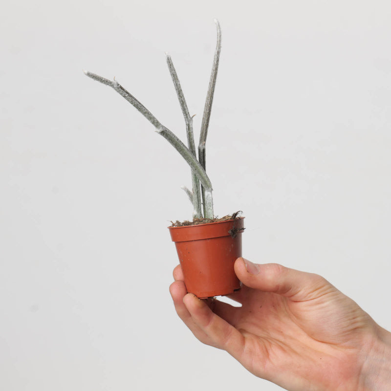 Seyrigia humbertii Plants GrowTropicals
