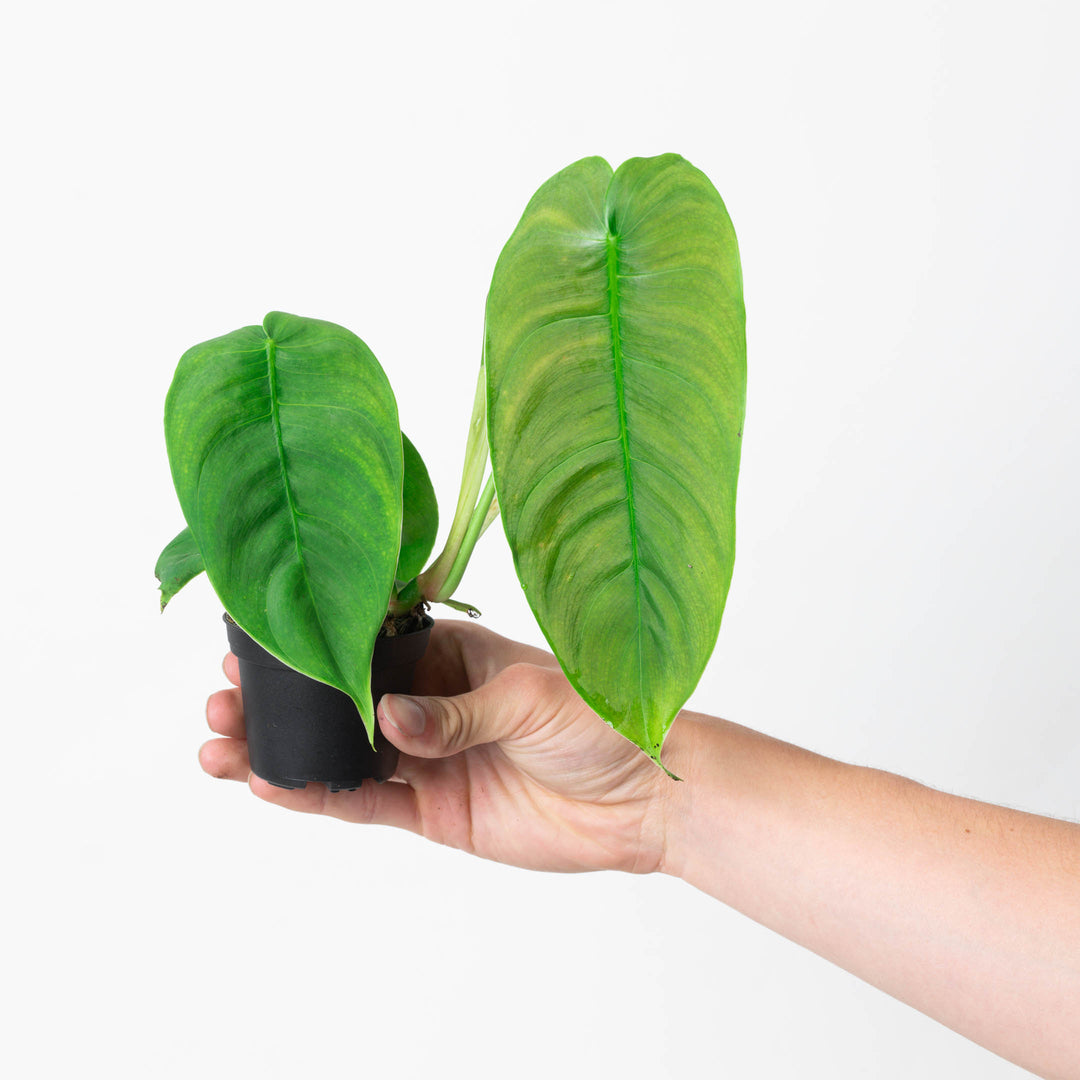 philodendron sharoniae vs tenue Philodendron sharoniae